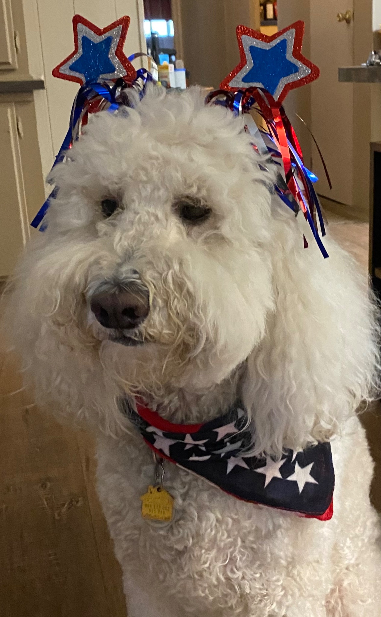 dog with USA flag deco 2023-07-05 q98M