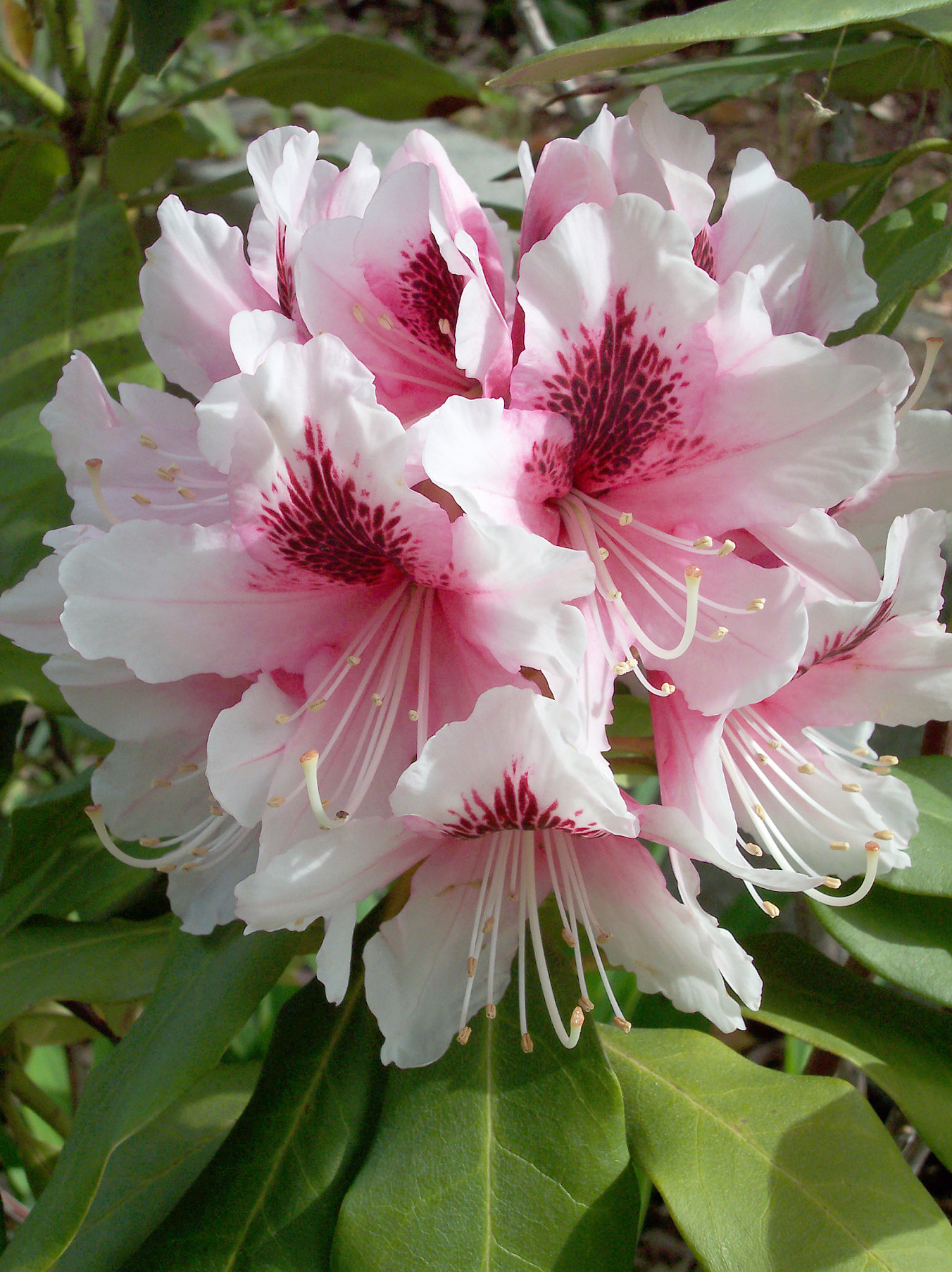 Rhododendron Mrs G W Leak-s