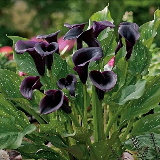 black lillies
