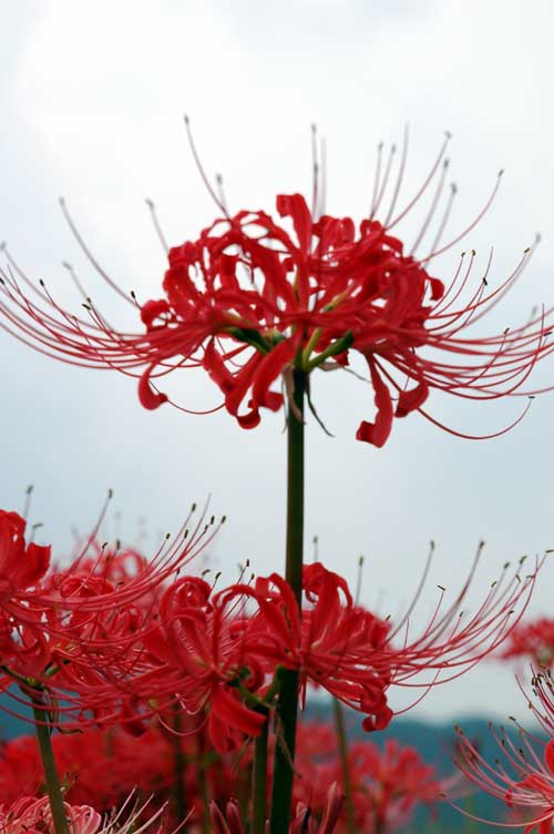 red spider lily flower lose-up