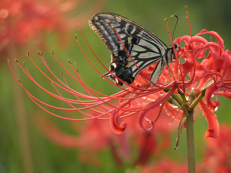 red spider lily flower w butterfly