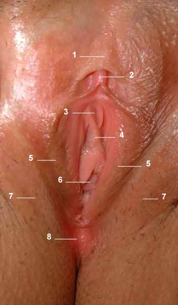 human vulva