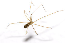 daddy long-legs Pholcus phalangioides