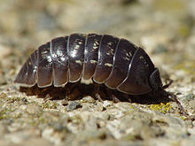 pill-bug roly-poly Armadillidiidae