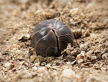 pill-bug roly-poly rolled up