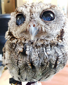 blind owl zeus 2014-11-20-s225x278