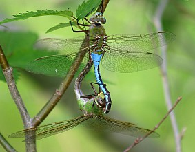 dragonfly_mating_anax_junius_74518-s283x221