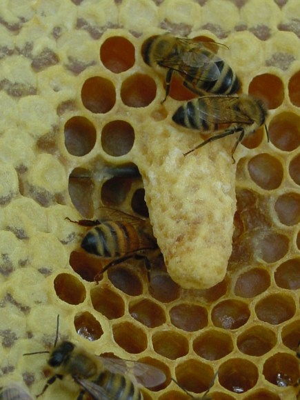 beehive holes