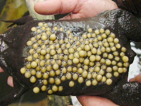 toad belly eggs