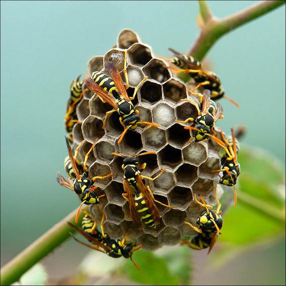 wasp honeycomb