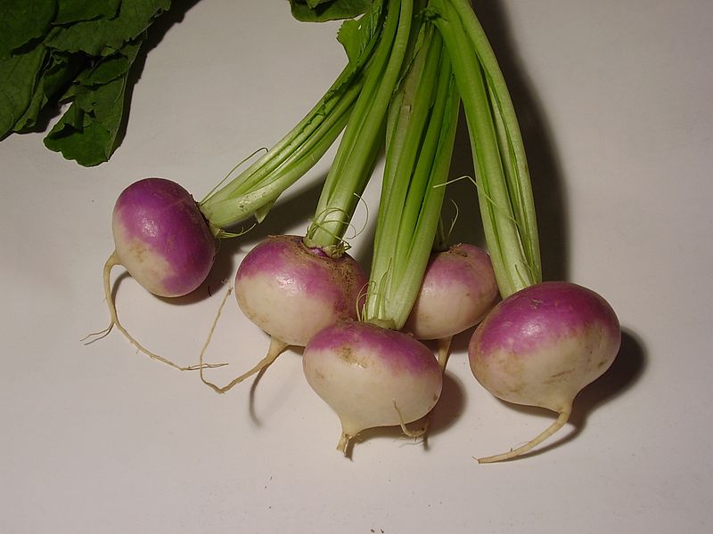 800px-Brassica rapa turnip