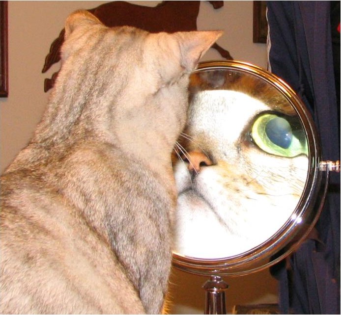 cat face in mirror