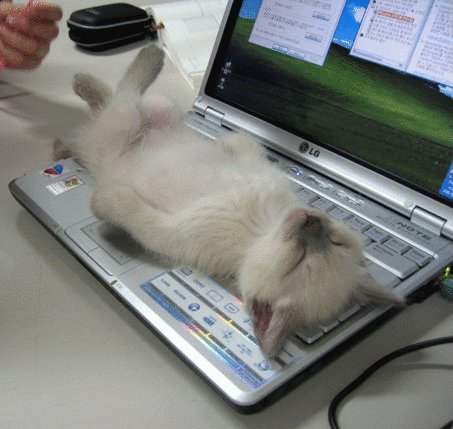 cat lie on laptop