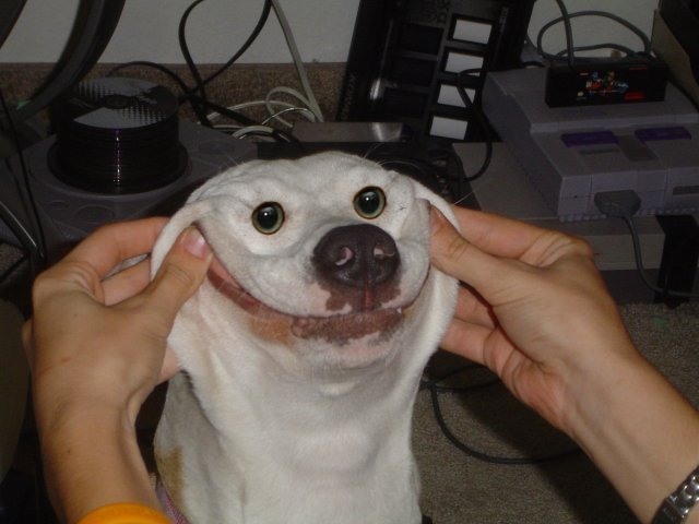 put smile on your dog