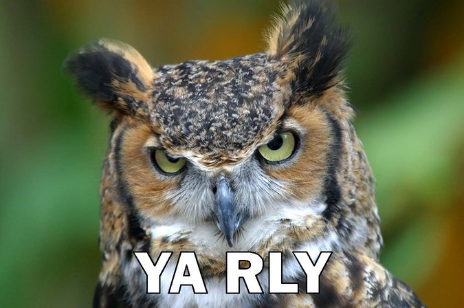 ya rly owl