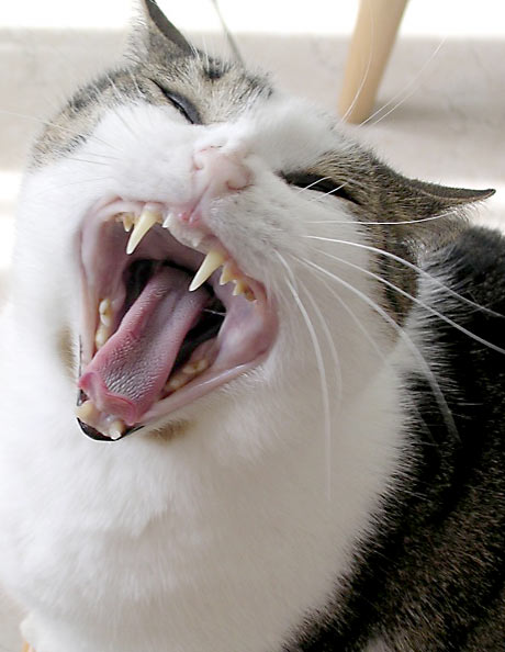 cat yawning jnmmm