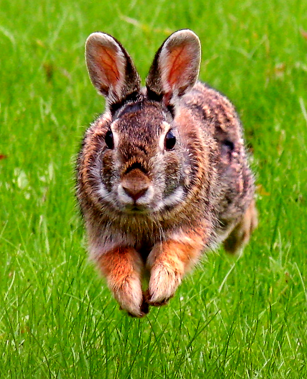eastern cottontail rabbit 8730