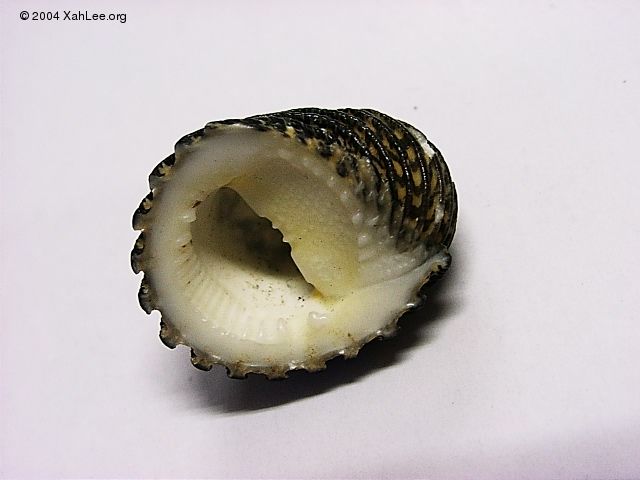 tooth shell