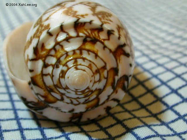 Conus Striatus shell