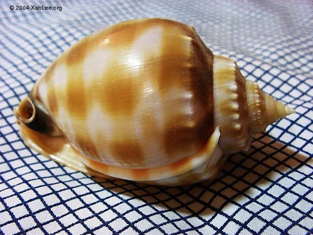 Checkered Bonnet Shell