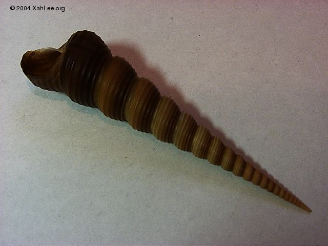 Common Screw shell