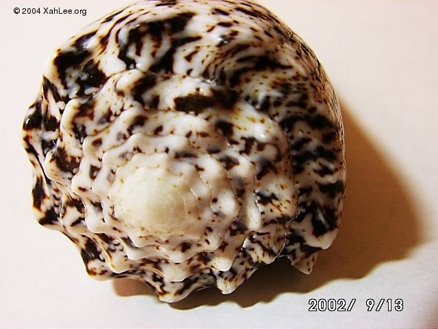 Conus Imperialis shell