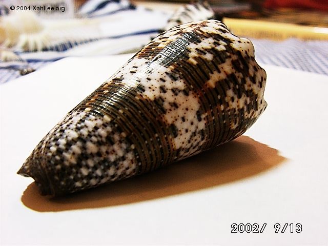 Conus Imperialis shell
