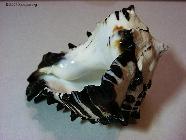 Black Murex shell