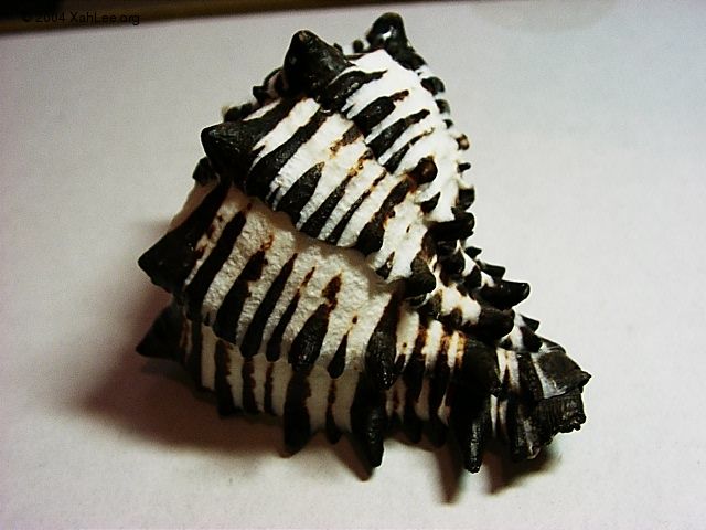 Black Murex shell