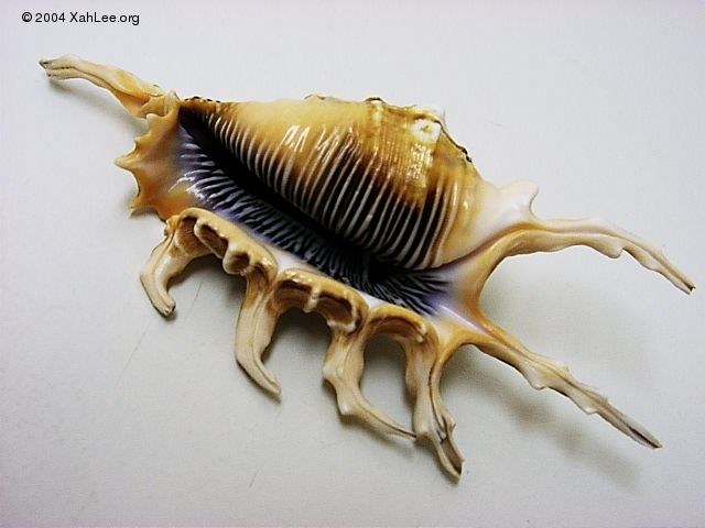 spider scorpian shell