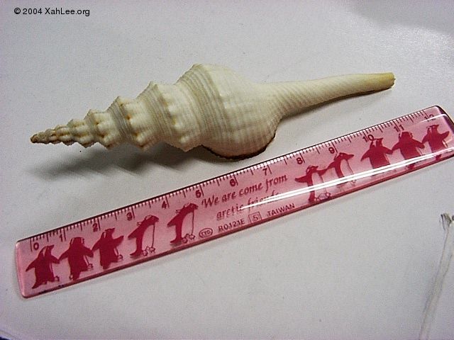 Spindle Shell