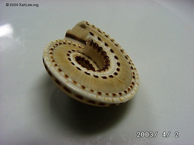 top shell