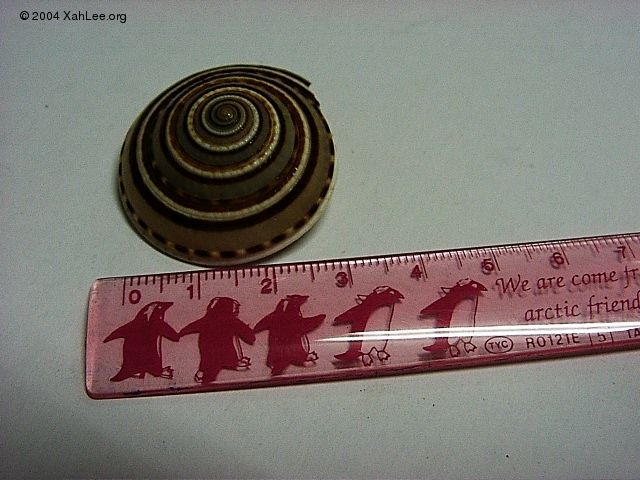 top shell