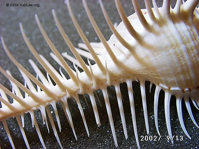 Venus Comb shell