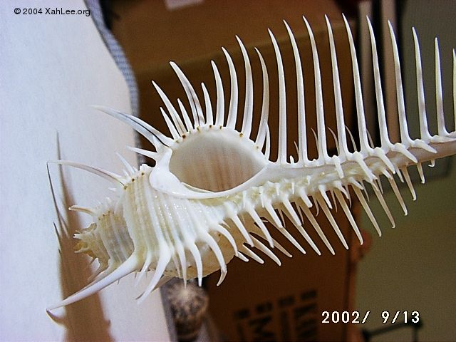 venus comb 48m