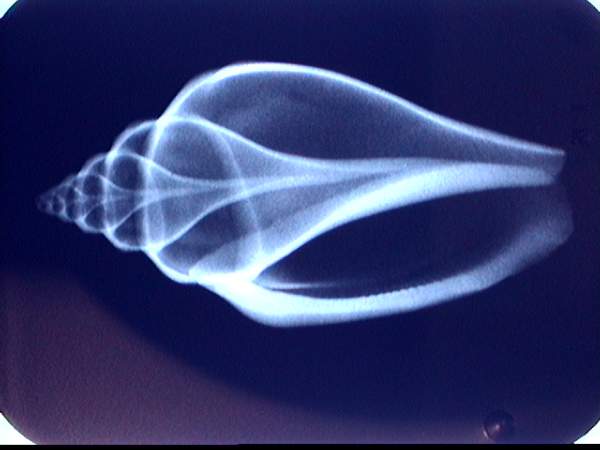 seashell x-ray